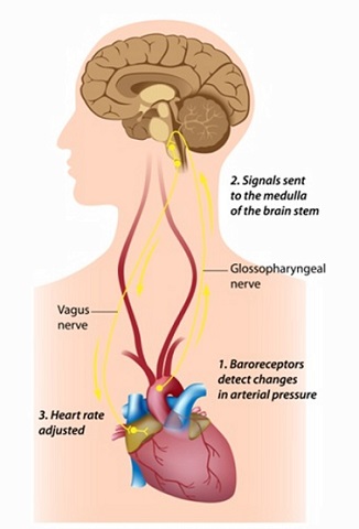 The baroreceptor reflex