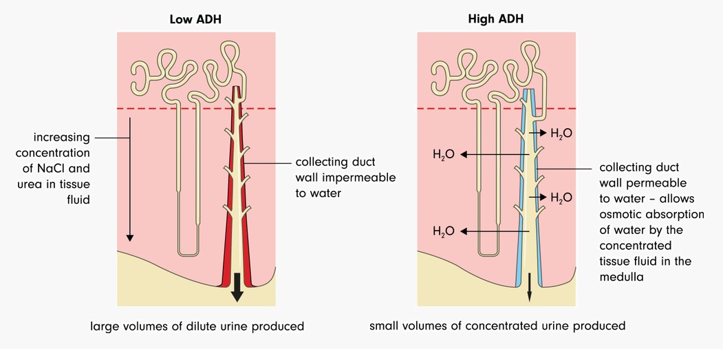 ADH and water balance