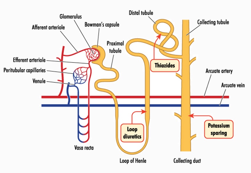 How diuretics work