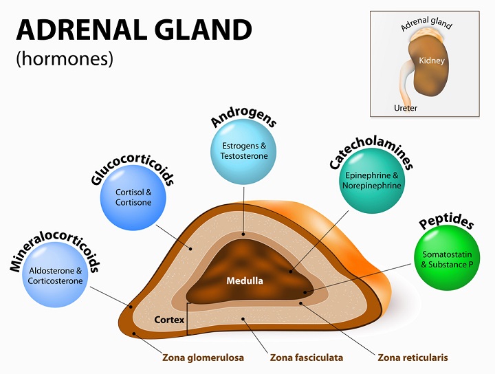 Adrenal gland: hormone production