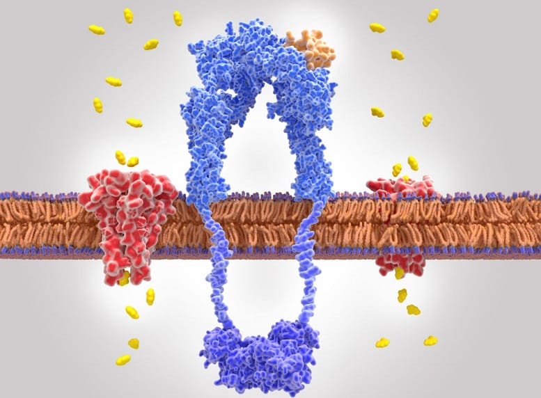 Cell membrane transporter proteins
