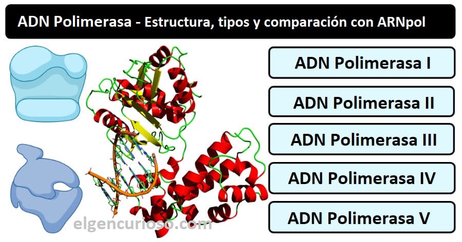 DNA polymerase