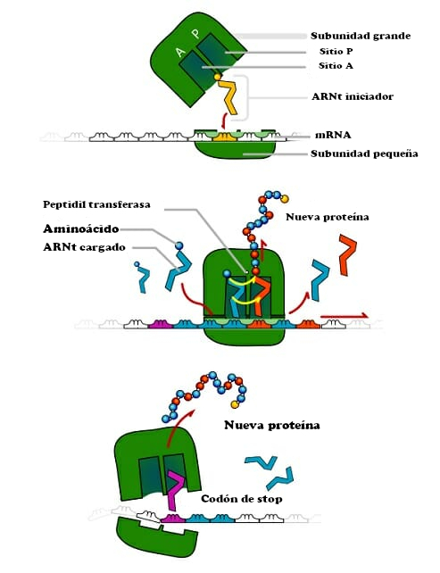 Diagram of TRNA ribosomes