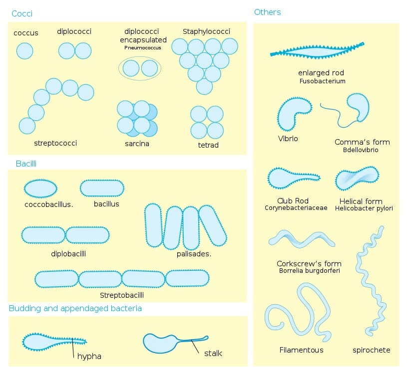 Diagram of bacterial morphology