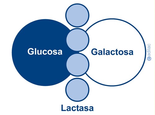 First questions - Lactose
