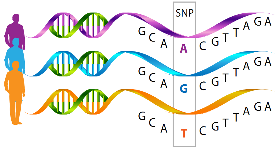 SNP - Scientific Culture Notebook