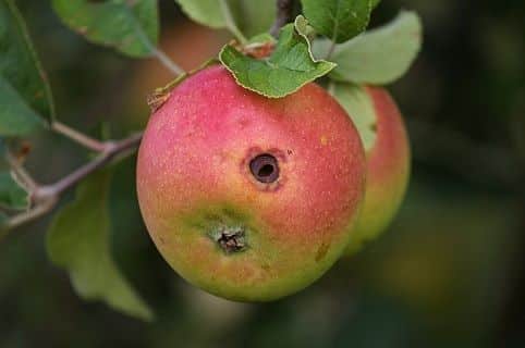 example of parasitism