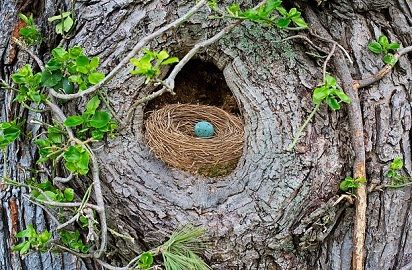 example of commensalism