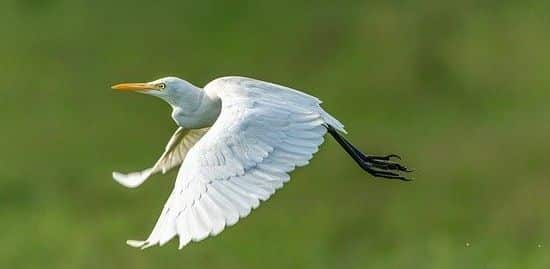 homologous and analogous structures