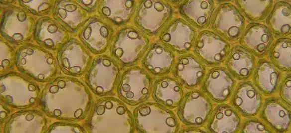 plant cells