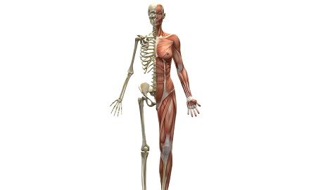 actin and myosin, depicted in a body with bones and muscles