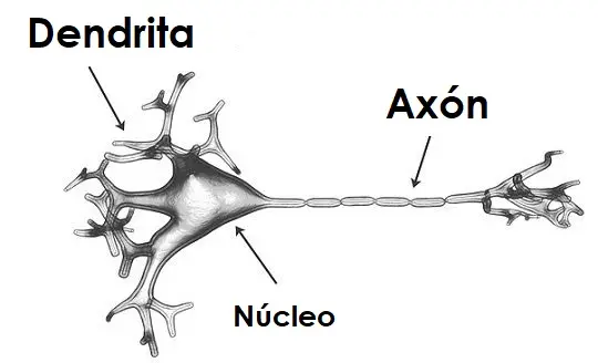 Dendrite and axon