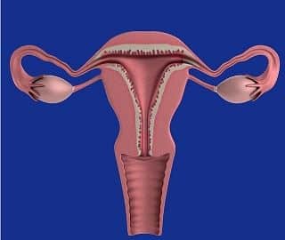 menarche and menopause