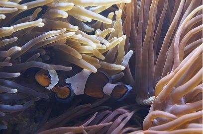 Example of commensalism