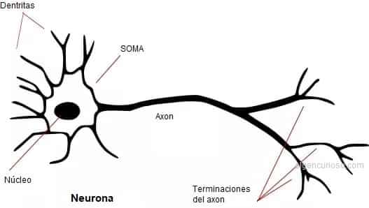 Parts of the neuron