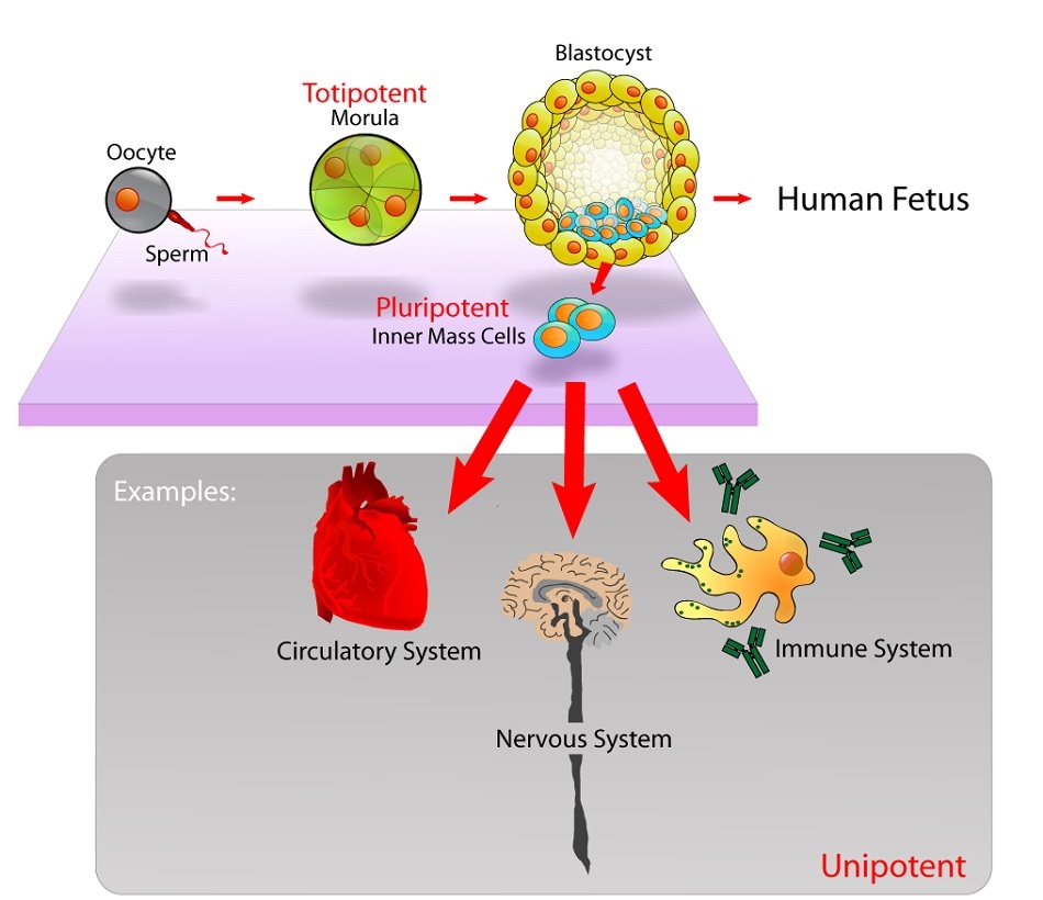 Stem cell diagram